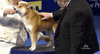 national dog show 2018 GIF by NBC