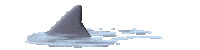 shark STICKER