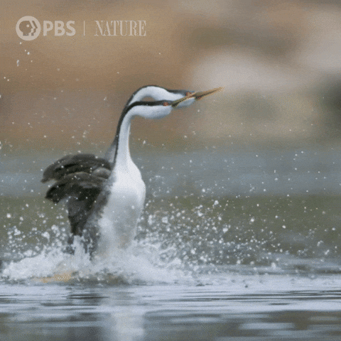 San Diego Run GIF by Nature on PBS