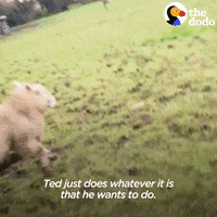 Happy Sheep GIF by The Dodo