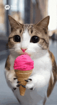 Cat Owl GIF