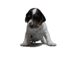 Puppy Taxes Sticker by Verohallinto