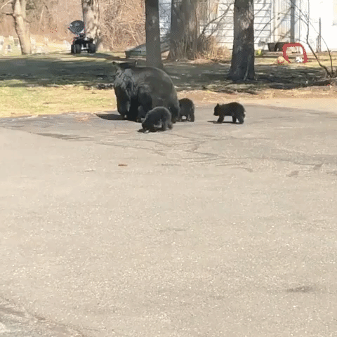 Bear and Cubs Explore Massachusetts Neighborhood