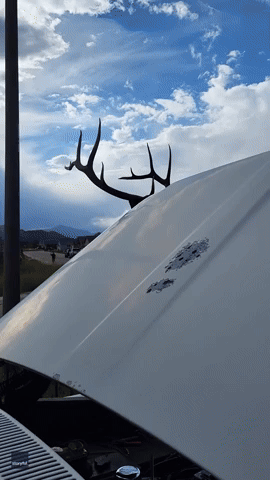 Elk Charges as Man Tries to Fix Truck
