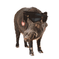Arkansas Razorbacks Graduation Sticker by Arkansas Alumni Association