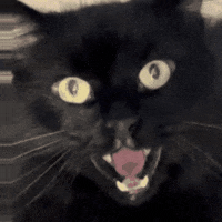 Black Cat GIF