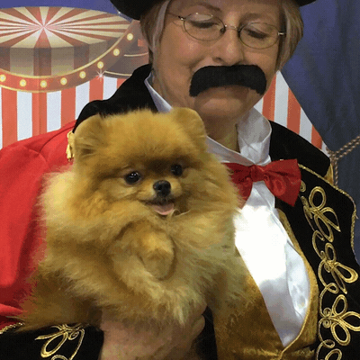 GIF by Westminster Kennel Club