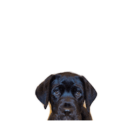 Black Lab Hello Sticker by Taylor Starcher