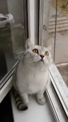 staring GIF