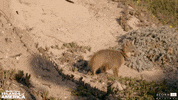 acorn-tv cute fox california smol GIF
