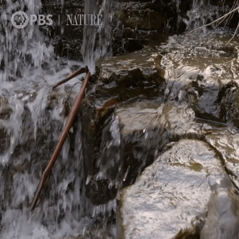 Wildlife gif. A platypus runs towards a a waterfall, trying to climb the slippery rocks, but it loses its grip and plummets into the water.