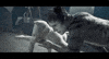 vulture cats GIF