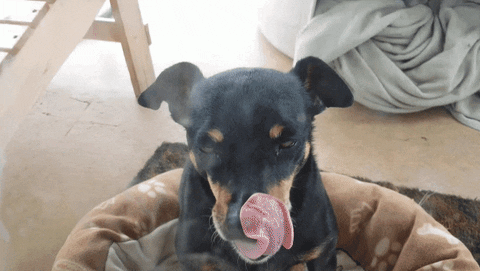 dog dinner GIF