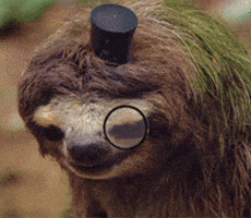 sloth lol GIF