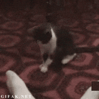 cat GIF