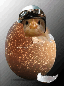 jonnys_world giphyupload airplane chicken GIF