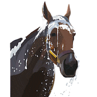 Kentucky Derby Money Sticker by Breeders' Cup World Championships