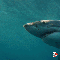 Ocean Swimming GIF by Shark Week