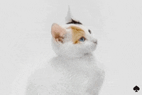 Excuse Me What GIF by kate spade new york