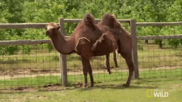 nat geo wild pet GIF by The Incredible Dr. Pol