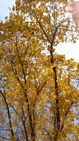 Simongip giphygifmaker GIF