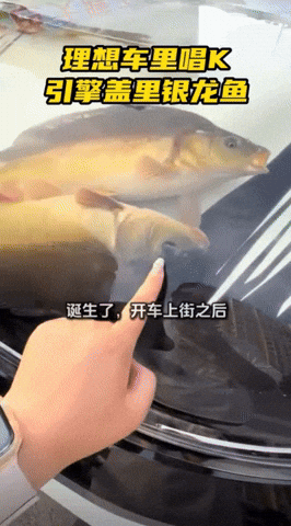 yj_jane giphyupload GIF