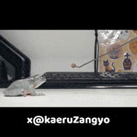 Frog GIF
