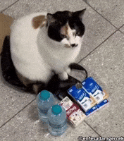 Cat Selling GIF