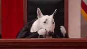 funny dogs justice john oliver supreme court GIF