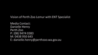 Perth Zoo Lemur With Sinus Problem Treated by Specialist Surgeon