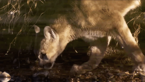 Yellowstone Cougar GIF by National Geographic TV