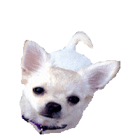 chihuahua STICKER by imoji
