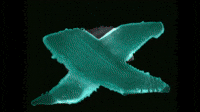 x color