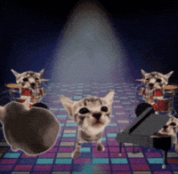 Cat Dancing GIF