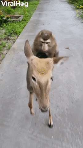 Not Monkeys First Fawn Rodeo GIF by ViralHog