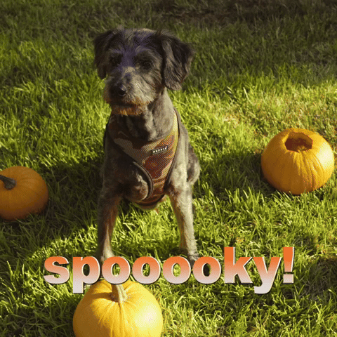 spooky dog