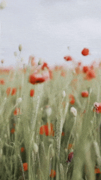 Hello August GIF by Maria Johnsen