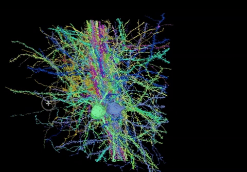 neo neuroscience GIF