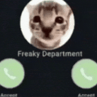 Cat Kitty GIF