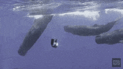 NHMLAC nature ocean history museum GIF