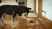 dog selfie GIF by Mashable