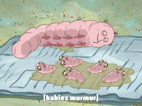 season 6 pet or pets GIF by SpongeBob SquarePants