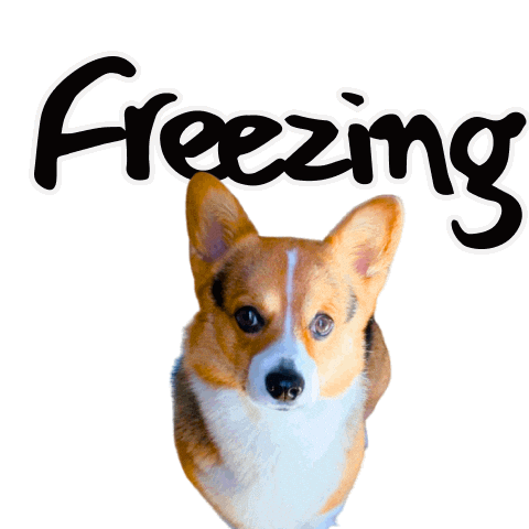 Corgi Freezing Sticker