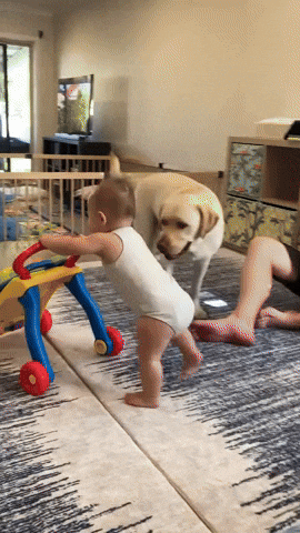 cuteanimalland giphyupload GIF
