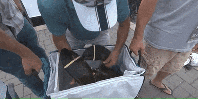 New Hampshire Harvick GIF by NASCAR