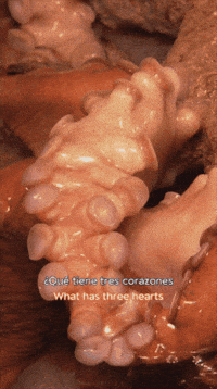 Giant Pacific Octopus Ocean GIF by Monterey Bay Aquarium