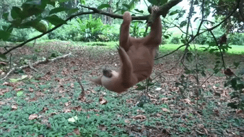Adolescent Sloth Learns to Climb Quickly