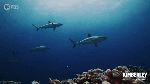 Ocean Australia GIF by PBS