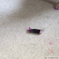 dog has GIF