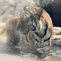 Big Cat GIF by John Ball Zoo
